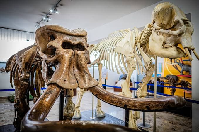 Museo Geologico "G. G. Gemmellaro"